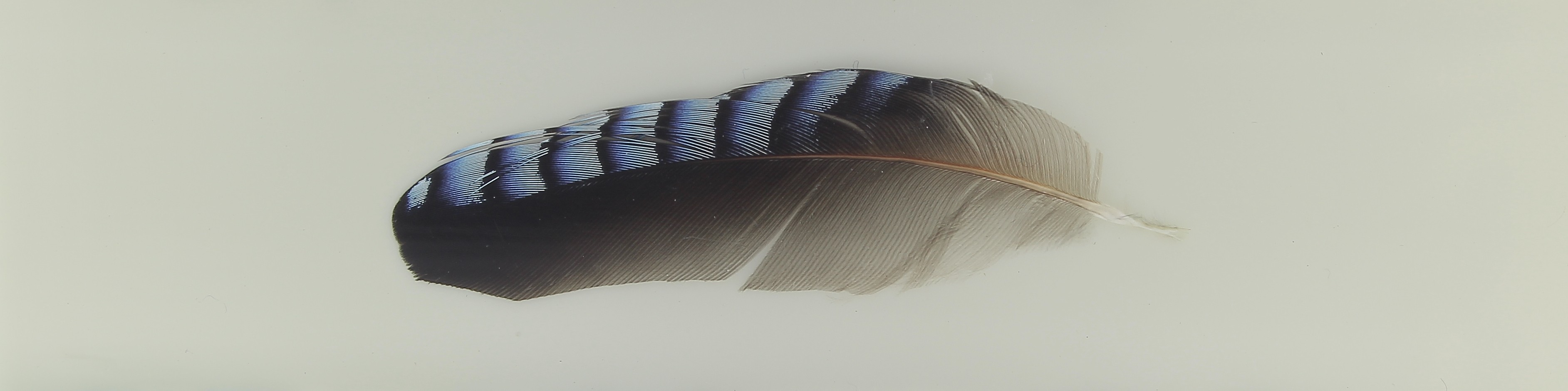 Inclusion, a jay feather white background