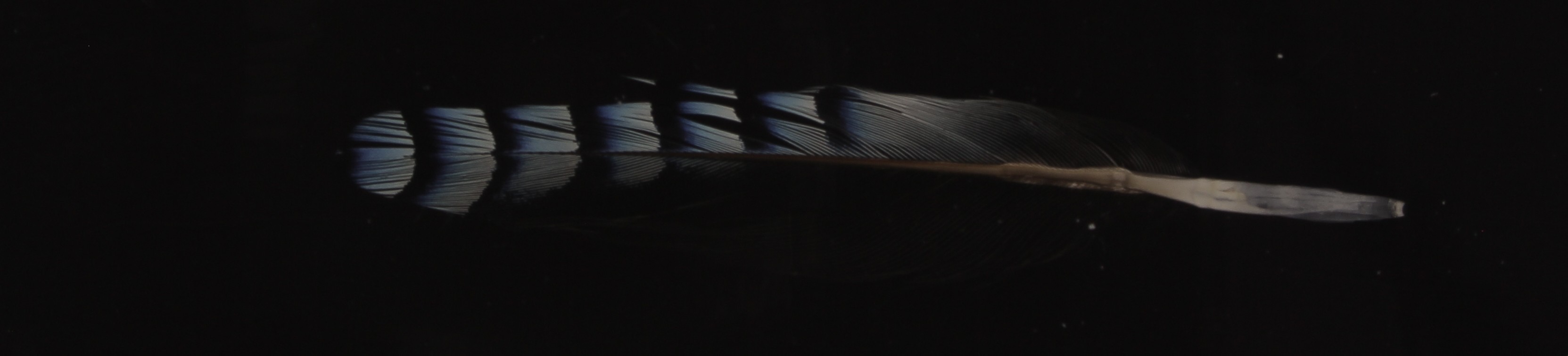 Inclusion, a jay feather black background