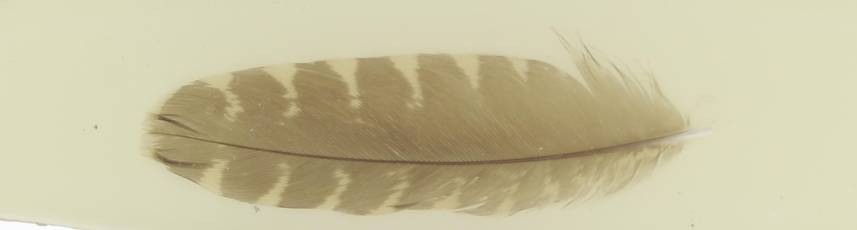 Inclusion, a duplex woodcock feather
